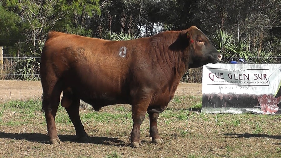 Lote TOROS PUROS DE PEDIGREE