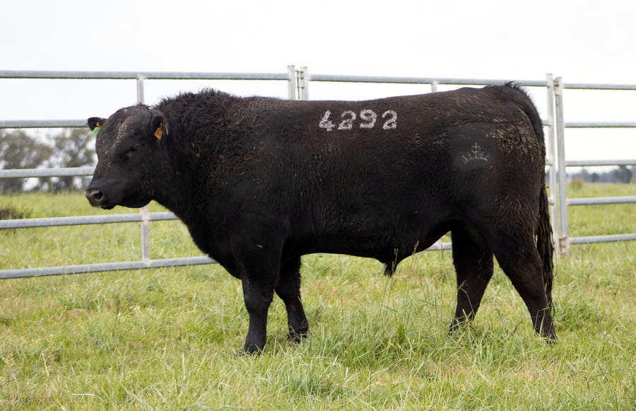 Lote ABERDEEN ANGUS SA - Angus NEGROS