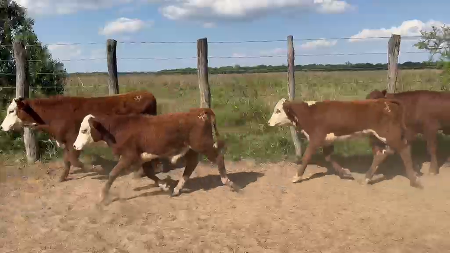 Lote 110 Terneros/as en Corrientes, Mburucuyá