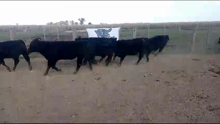 Lote 52 Terneros en Cañuelas, Buenos Aires