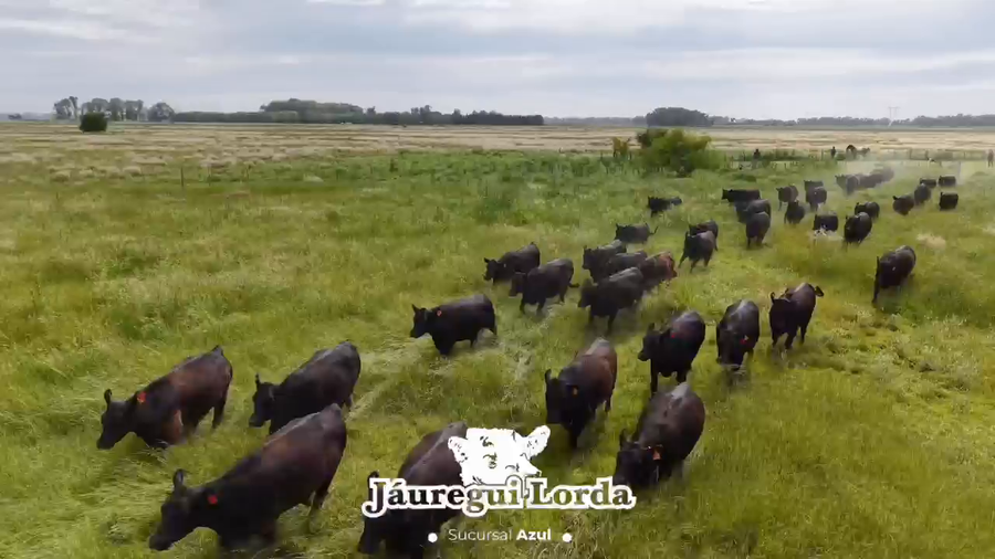 Lote 72 Vaquillonas preñadas