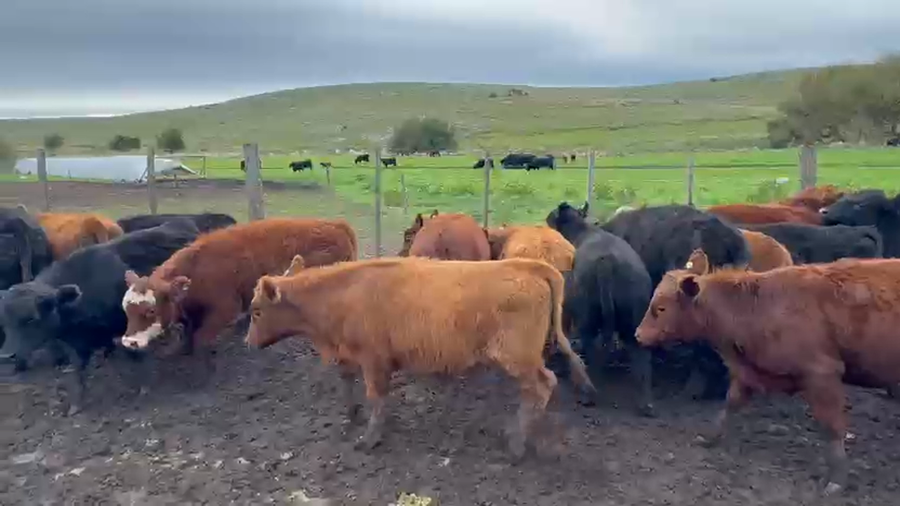 Lote 60 Terneros a término