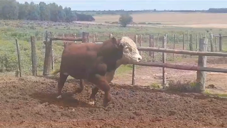 Lote Toros POLLED HEREFORD a remate en #39 Pantalla Carmelo en YOUNG