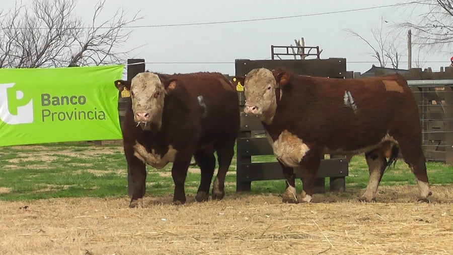 Lote TOROS P. HEREFORD PR