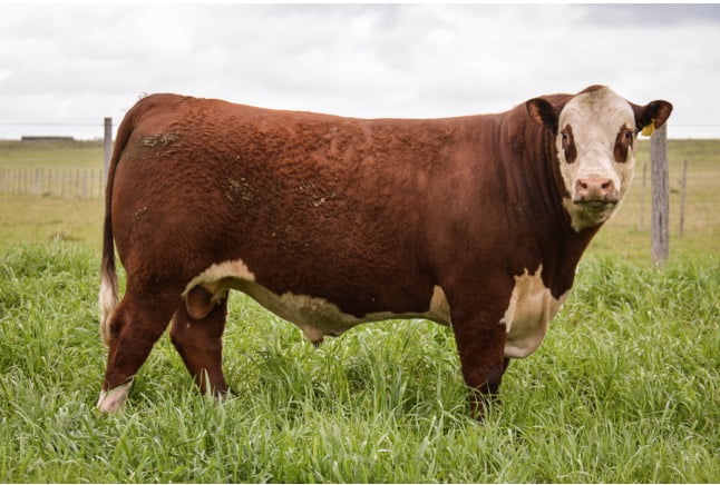 Lote POLLED HEREFORD