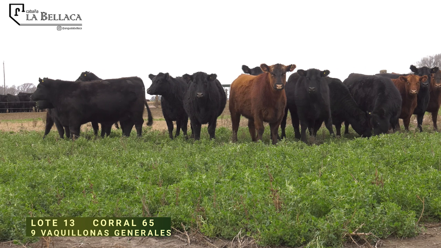 Lote VAQUILLONA GENERAL