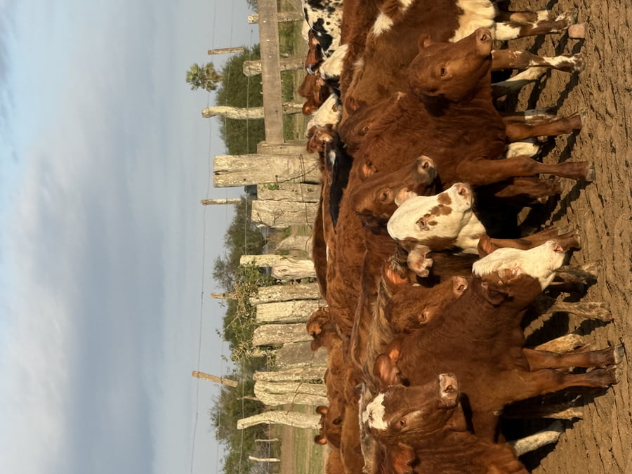 Lote 80 Terneras en Corrientes, Mercedes