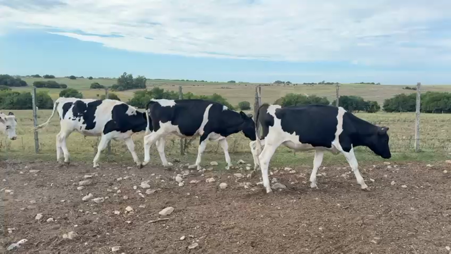 Lote NOVILLOS 1 a 2 AÑOS