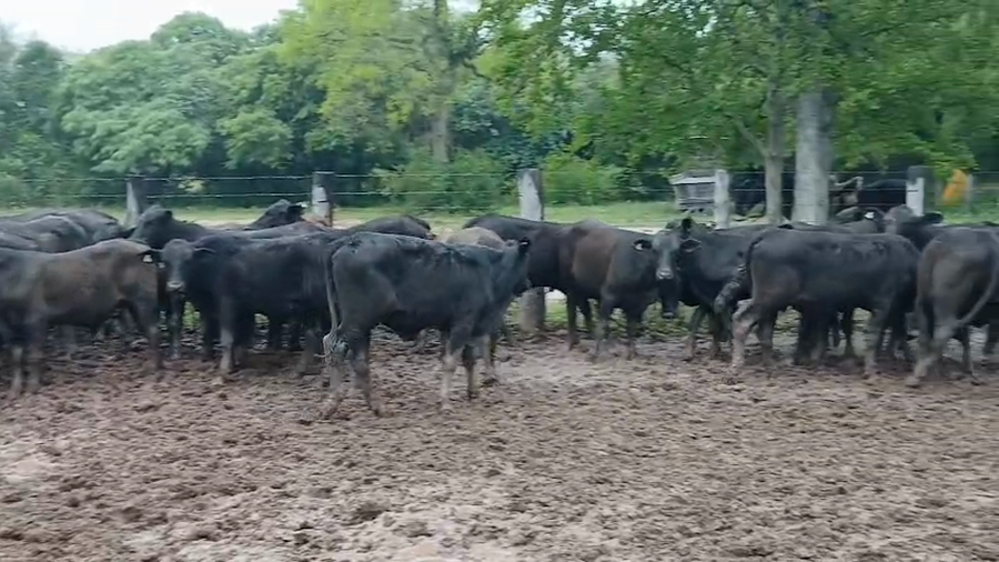 Lote 60 Novillitos