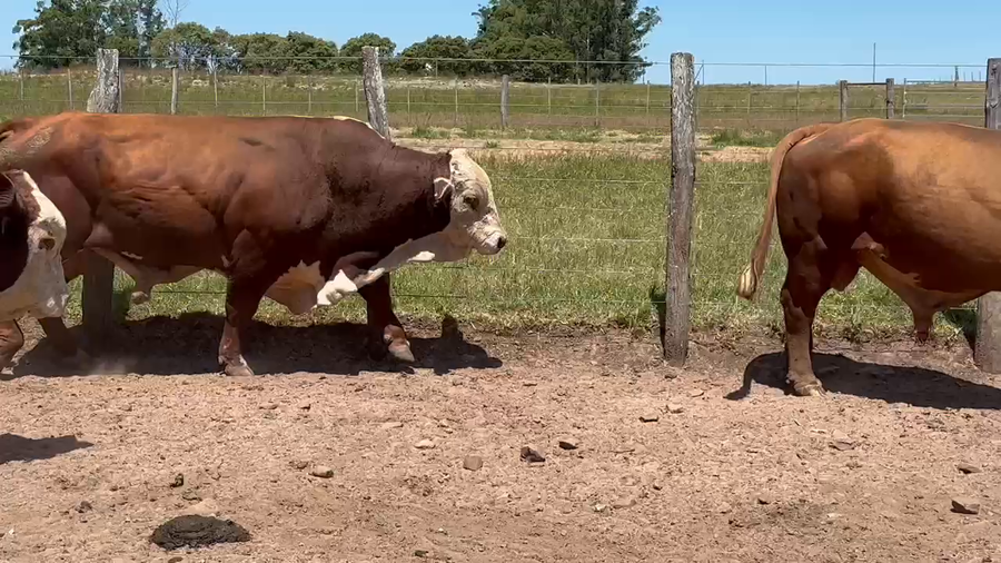 Lote 20 Vacas de invernar en Corrientes, Mercedes