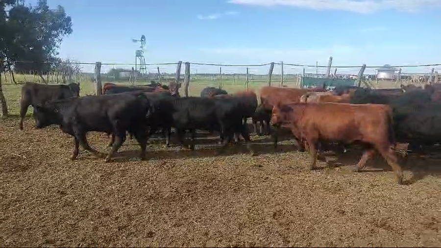Lote 136 Terneros