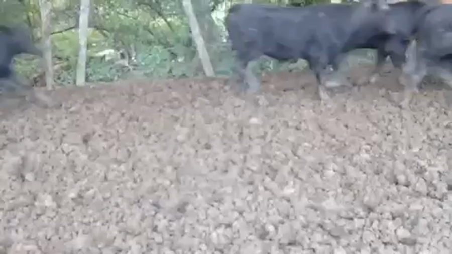 Lote 90 Terneros en Pto. Eva Perón, Chaco