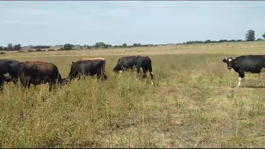 Lote 9 Novillos 3 Holando,  3 Kiwi,  2 Yersey,  1 Normando a remate en Pantalla Camy en Raigon