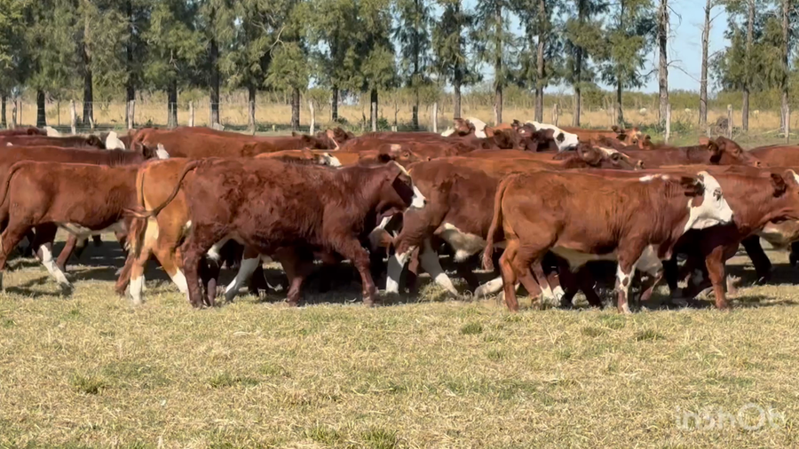 Lote 70 Terneros en Corrientes, Perugorría