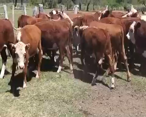 Lote 60 Terneros/as en Villaguay, Entre Ríos