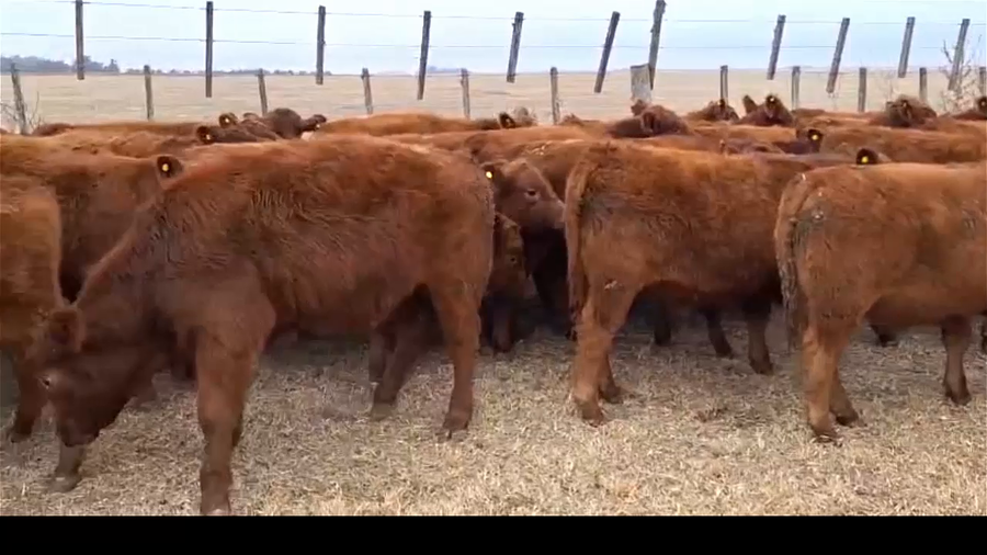 Lote 60 terneros