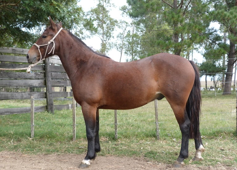 Lote LIMONERO ESCONDIDO