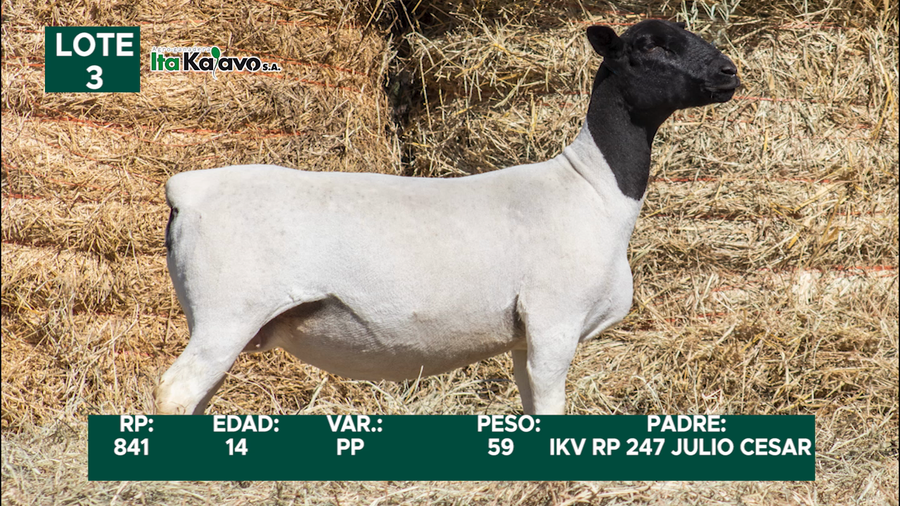 Lote LOTE 3