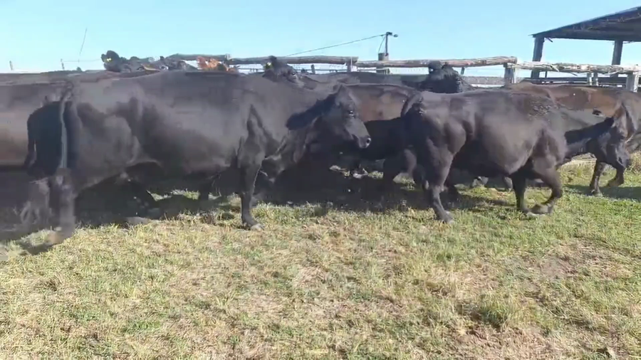 Lote 31 Vacas CUT preñadas