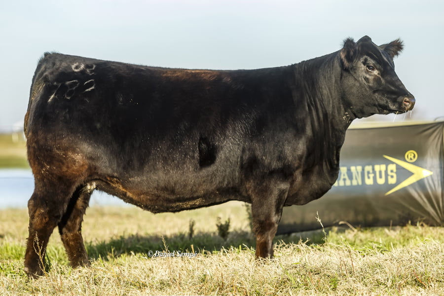 Lote Vaquillonas y Terneras La Juanita