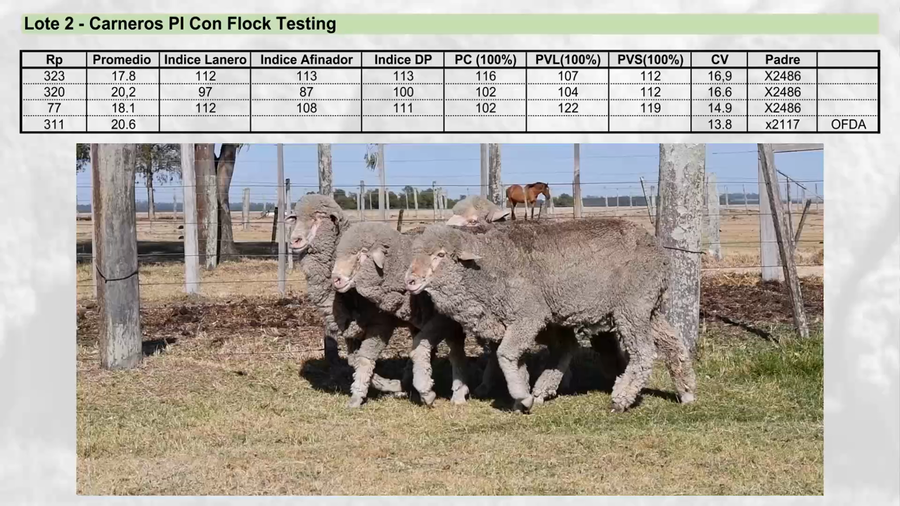 Lote Lote 2 - EL PAMPERO