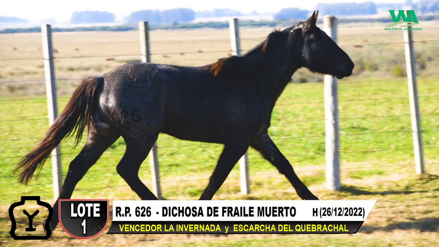 Lote DICHOSA DE FRAILE MUERTO