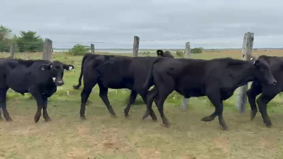 Lote 118 Terneros/as en Corrientes, Goya