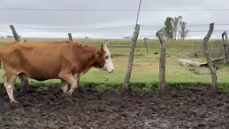 Lote 100 Vacas de invernar