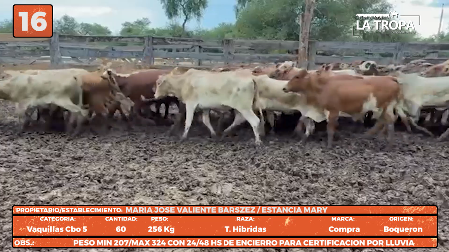 Lote LOTE 16