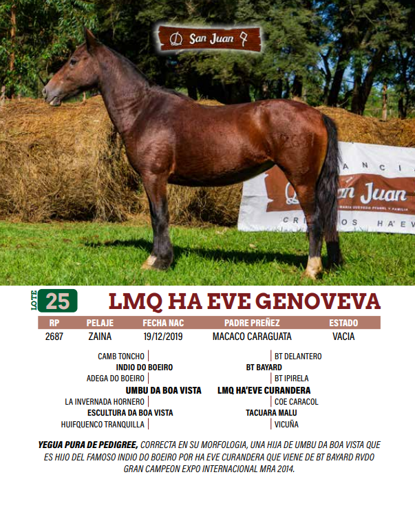 Lote LOTE 25