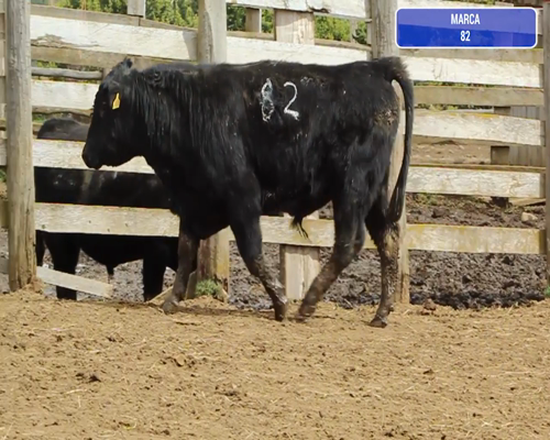 Lote 1 Toro en Coyhaique, XI Región Aysén