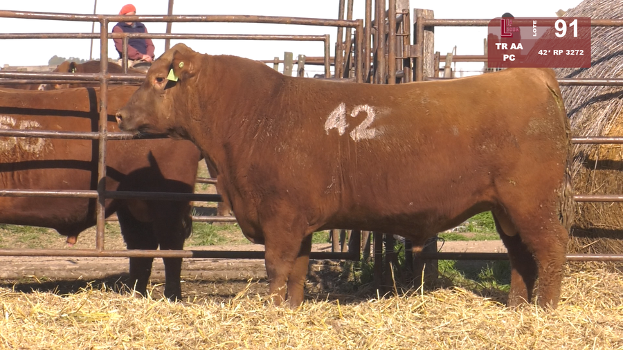 Lote TOROS ANGUS COLORADOS  PC