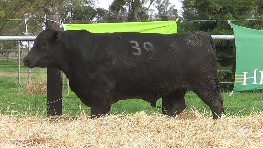 Lote TOROS ANGUS PUROS CONTROLADOS