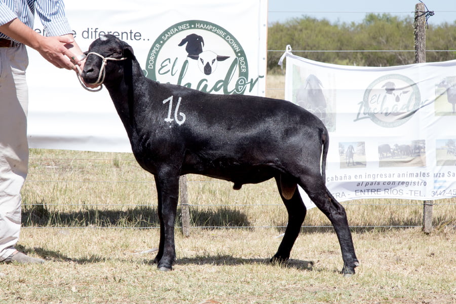 Lote OVINO STA. INES MACHO PPC