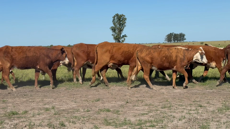 Lote 44 Vaquillonas con Cría