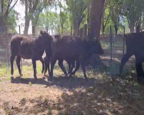 Lote 32 Novillitos en Gral. Lamadrid, Buenos Aires