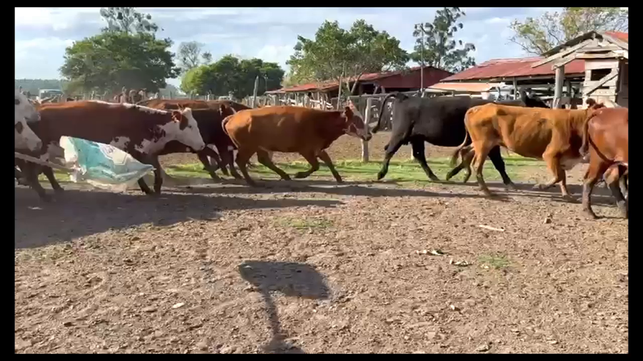 Lote 26 Vacas de invernar