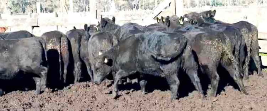 Lote 22 Vaquilla Engorda en Río Bueno, XIV Región Los Ríos