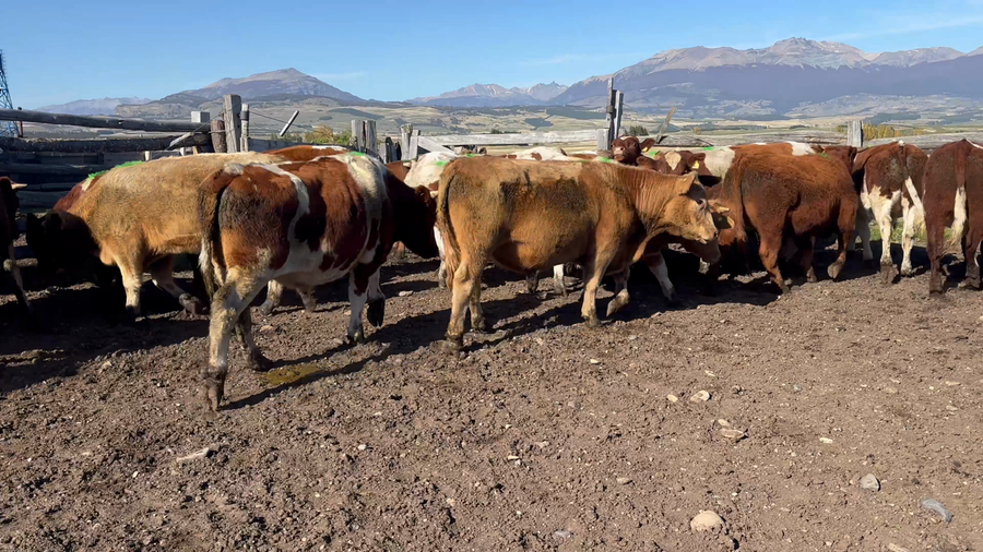 Lote 25 Novillo Engorda en Coyhaique, XI Región Aysén