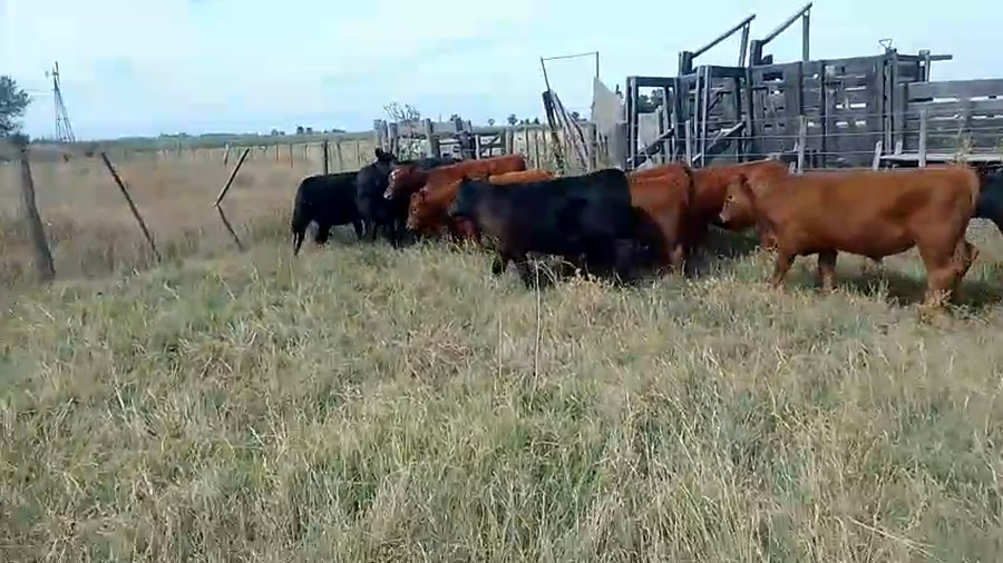 Lote 86 Terneros/as Huanguelen