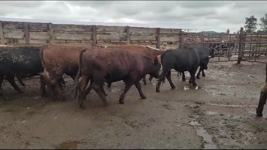 Lote 15 Novillo Gordo en Los Ángeles, VIII Región Biobío