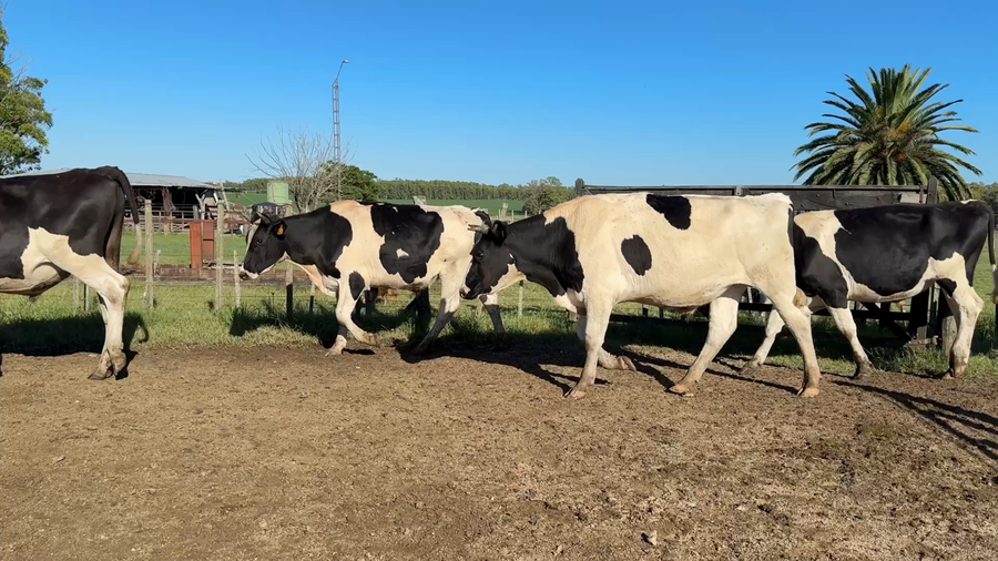 Lote NOVILLOS 1 a 2 AÑOS