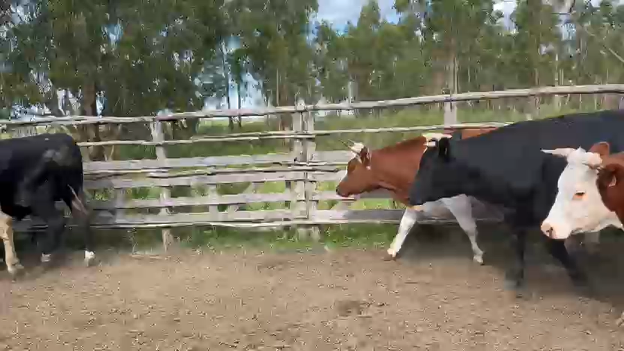 Lote 6 Novillos a remate en Pantalla Camy, San José