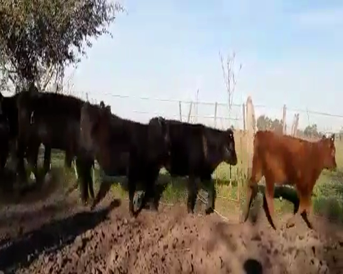 Lote 43 Terneros/as en Cañuelas, Buenos Aires