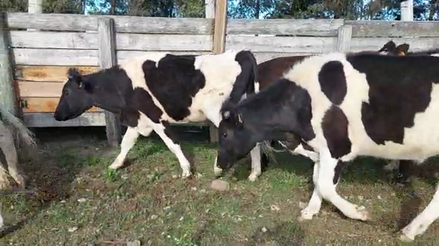 Lote 16 Novillos HOLANDO a remate en PANTALLA CAMY - SAN JOSE  1500 VACUNOS 360kg - , San José