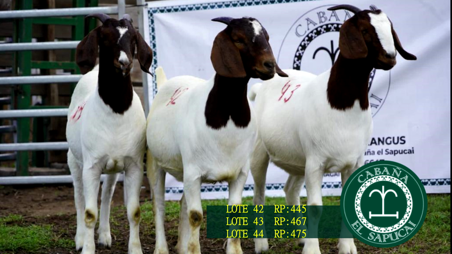 Lote RP 445, RP 467 Y RP 475