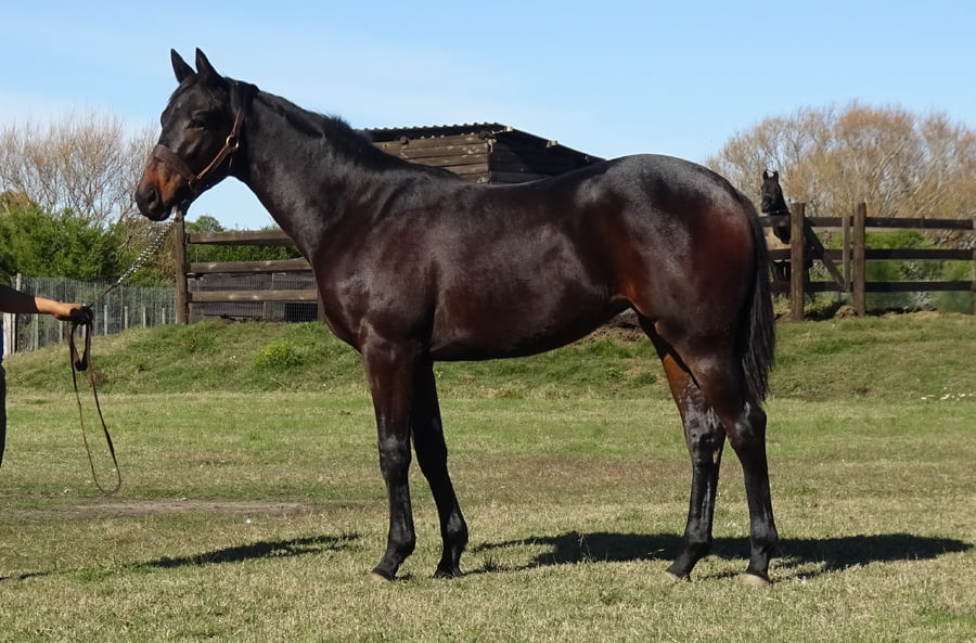 Lote ARABELA BLUE