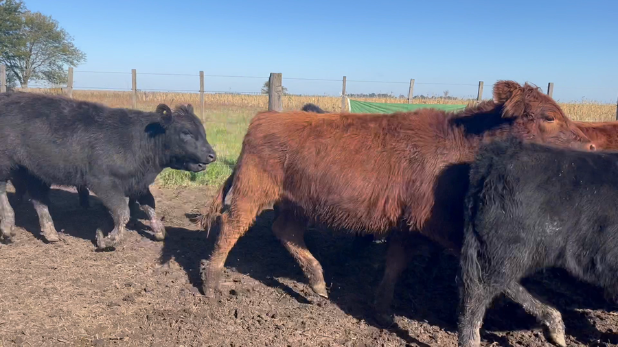 Lote 71 Terneras EN AYACUCHO