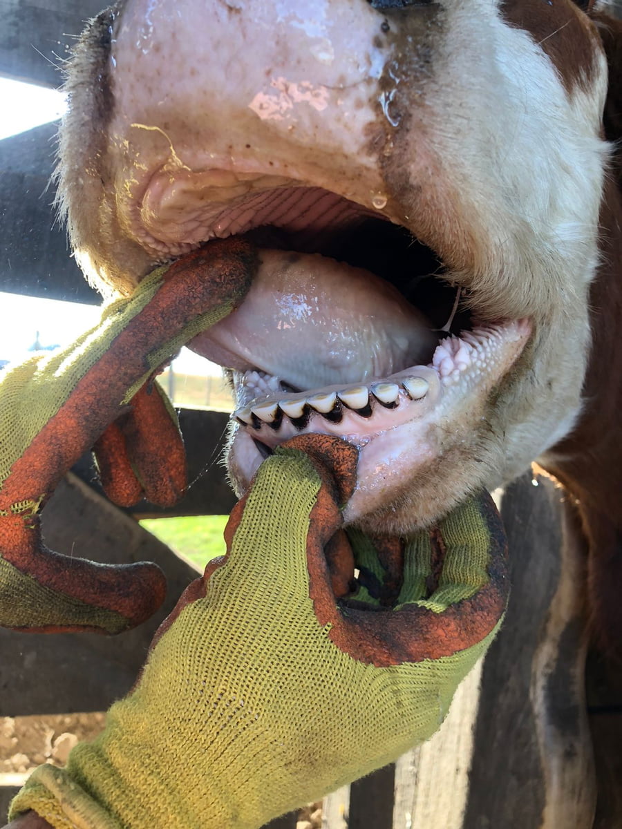 Lote 50 Vacas medio uso C/ gtia de preñez en América, Buenos Aires