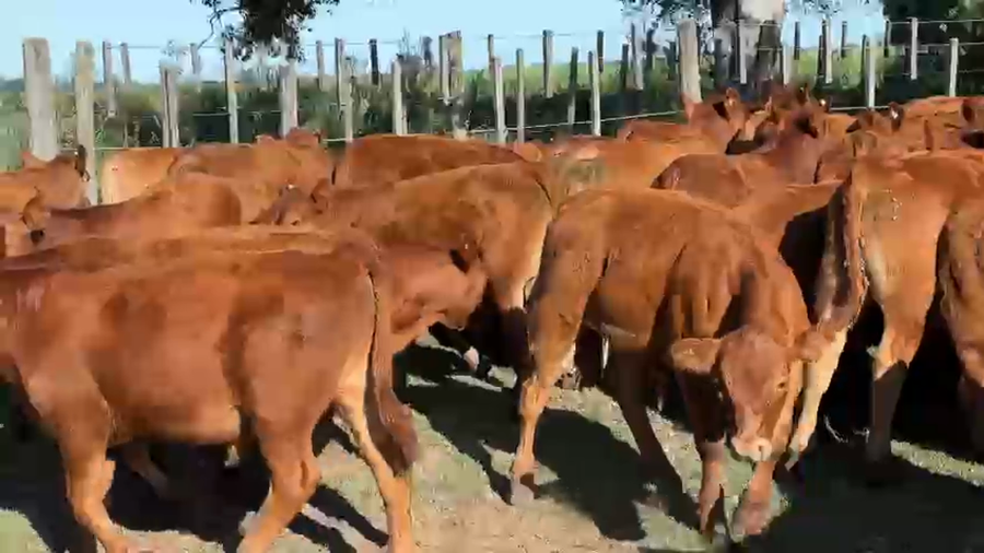 Lote 70 Terneros en Pehuajo